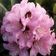 Camélia et Rhododendron
