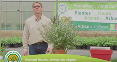 Comment planter un arbuste en pot pour votre terrasse ? 