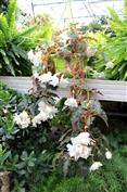 Bégonia 'Belleconia'