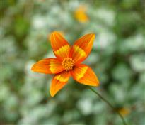 Bidens à fleurs orange