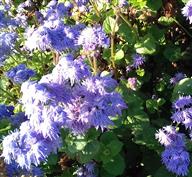 Agératum 'Blue Planet'