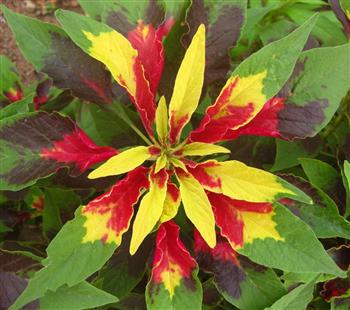 Amarante fournaise "Perfecta"