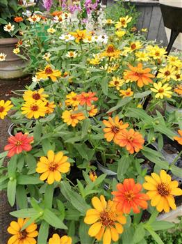 Zinnia du Maryland 'Profusion F1'